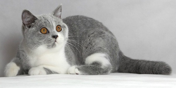 http://pipcat.ru//wp-content/uploads/2016/08/d4b5438eb5ed1.jpg