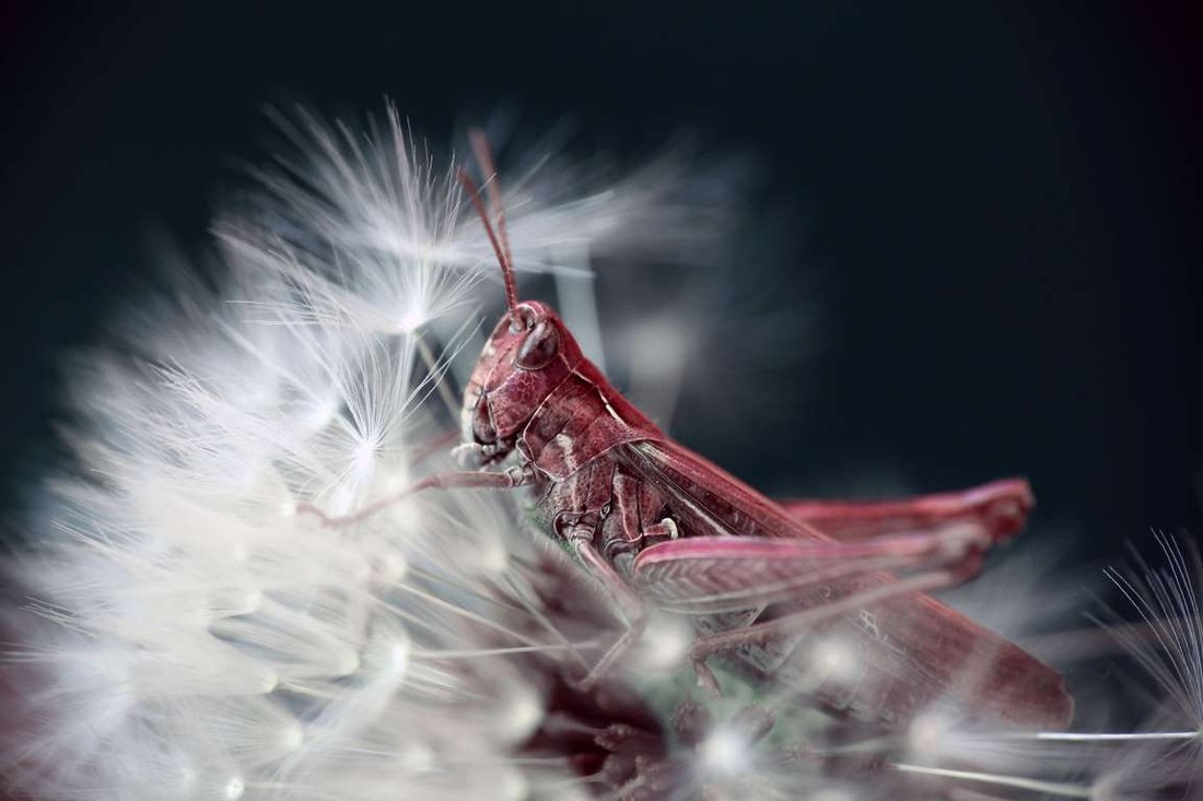 Победители Sony World Photography Awards National Award 2015