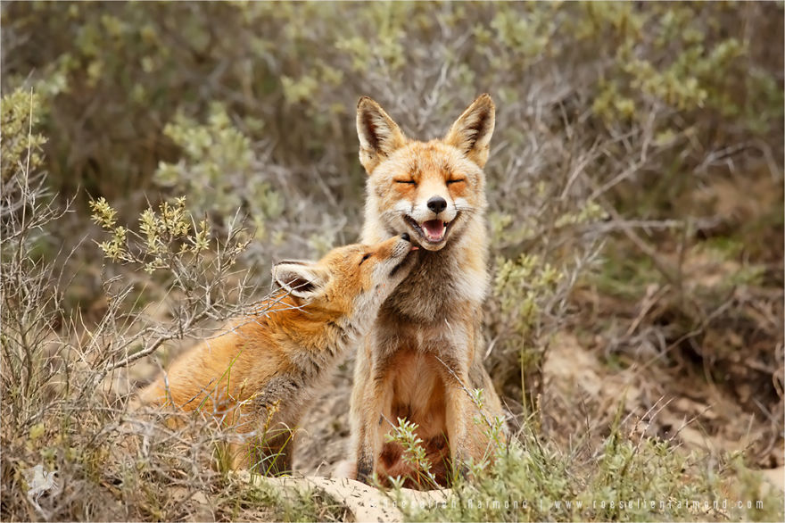 Foxy Love: Photographer Proves That Foxes Are Extremely Loving Creatures (11 Pics) Foxy Love: Photographer Proves That Foxes Are Extremely Loving Creatures (11 Pics)