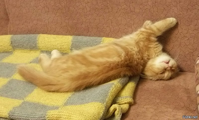 Очень усталые котики Очень усталые котики