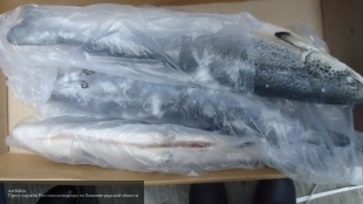 13 тонн санкционной рыбы задержали в Псковской области