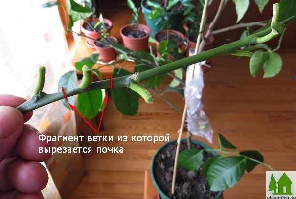 Как в домашних условиях привить лимон в домашних условиях Как в домашних условиях привить лимон в