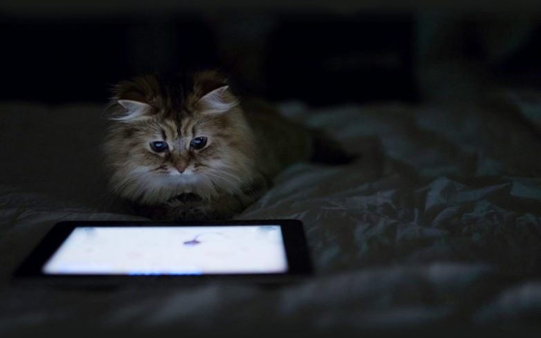 Как использовать котов в хозяйстве) Как использовать котов в хозяйстве)