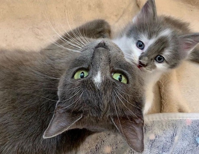 Серо-белые кошка с котенком Кошка и котенок
