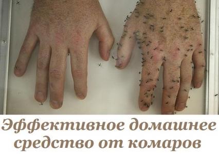 домашнее средство от паразитов в организме человека домашнее средство от паразитов в организме человека