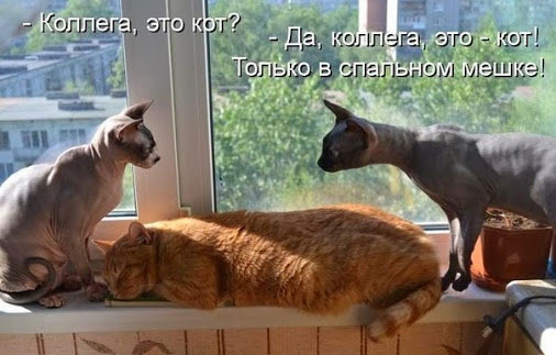 Смешные кошки