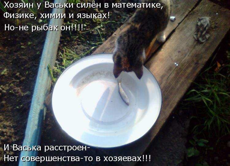 Котоматрица (81 фото)