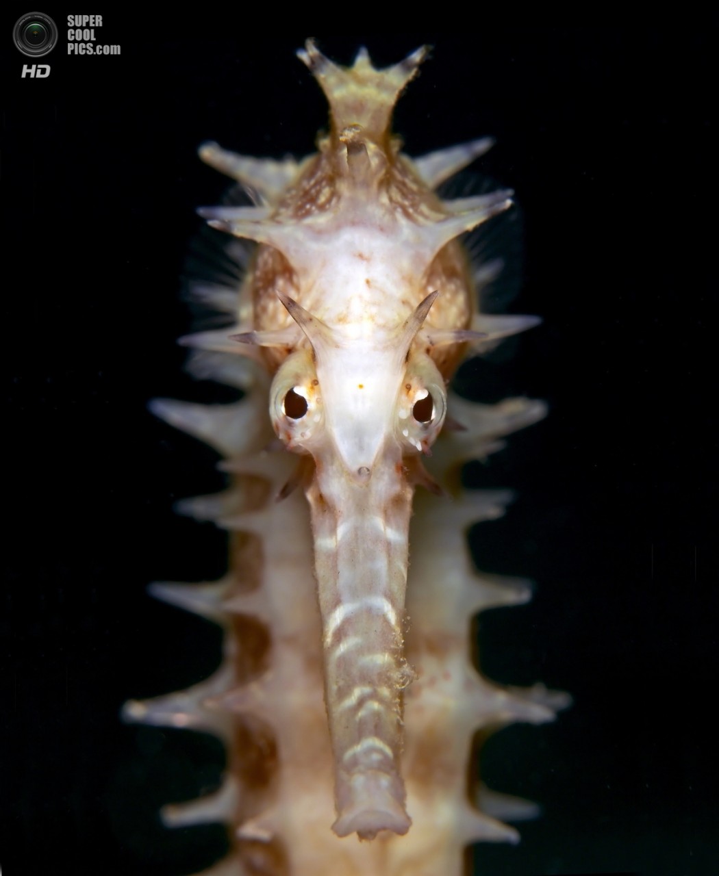 : Macro/Close-up. 1 . (Goos ven der Heide/UnderwaterPhotography.com)