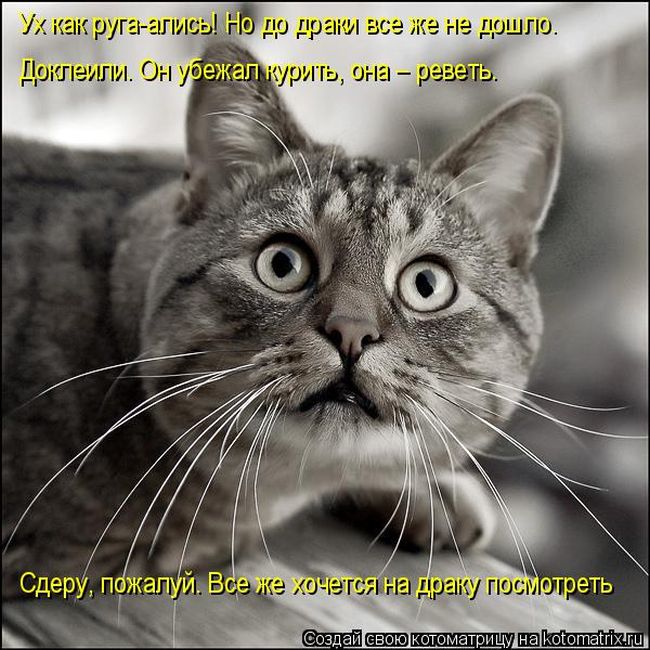 Лучшие котоматрицы недели (49 фото) Забавный котопост