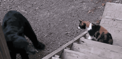 Кошачьи бои