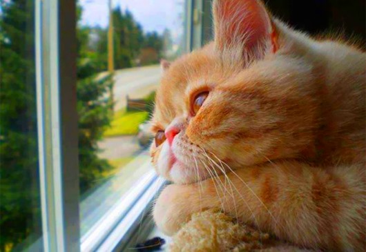 cat-waiting-window-65