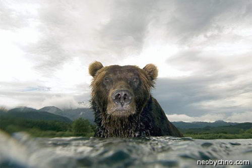 Мокрый медведь