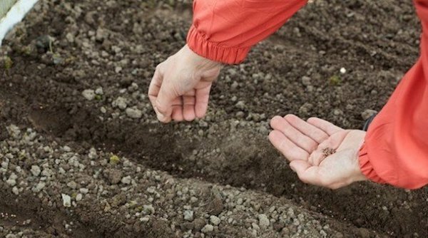 Что можно еще посадить в июле, чтобы в этом году успеть собрать урожай