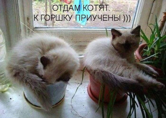 Кошачий фотопост! коты, юмор