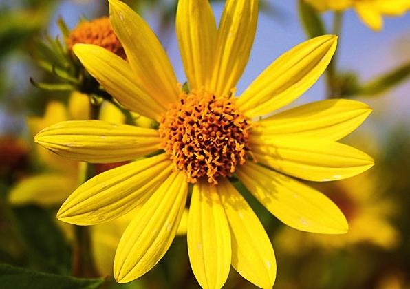   (Helianthus microcephalus) &amp;amp;amp;amp;amp;amp;amp;amp;amp;amp;lsquo;Lemon Queen&amp;amp;amp;amp;amp;amp;amp;amp;amp;amp;rsquo;