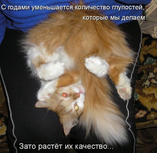 Котоматрица 12