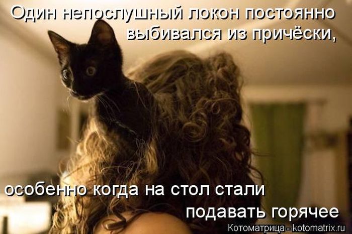 Лучшие котоматрицы недели (49 фото) Забавный котопост
