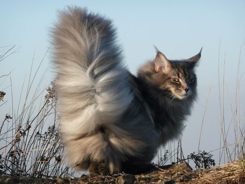 Русские аборигены Порода кошек, животные, котики, кошки, фото