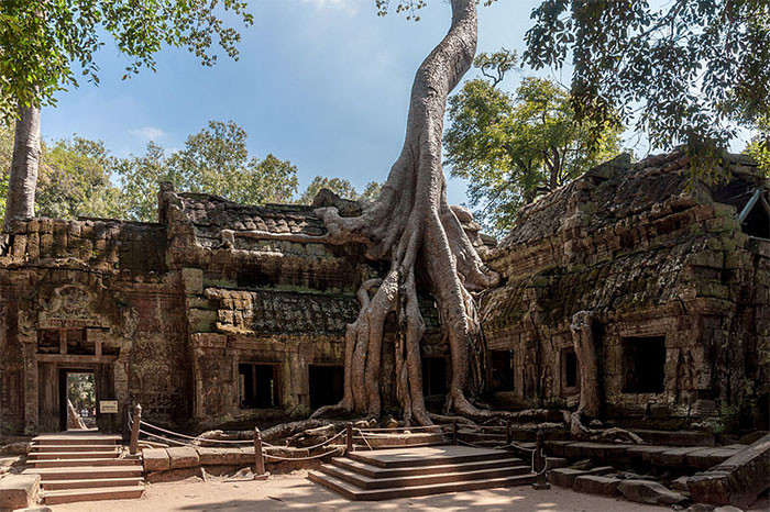 Храм Та Прум, Камбоджа дерево, живучесть, жизнь, мир, планета, растительность, фото