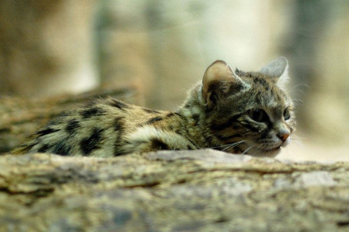 26 кошек находящихся на грани исчезновения животные, коты