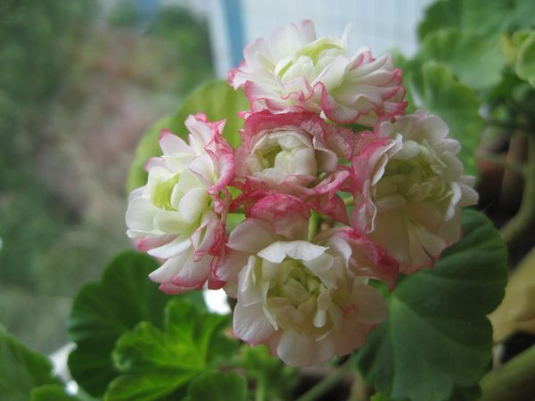 сорт Appleblossom Rosebud