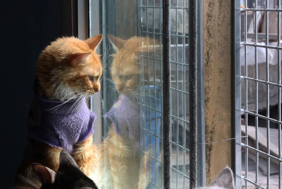 Кошкин дом