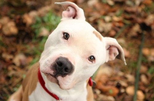 https://dogtema.ru/wp-content/uploads/2017/08/pitbul3.jpg