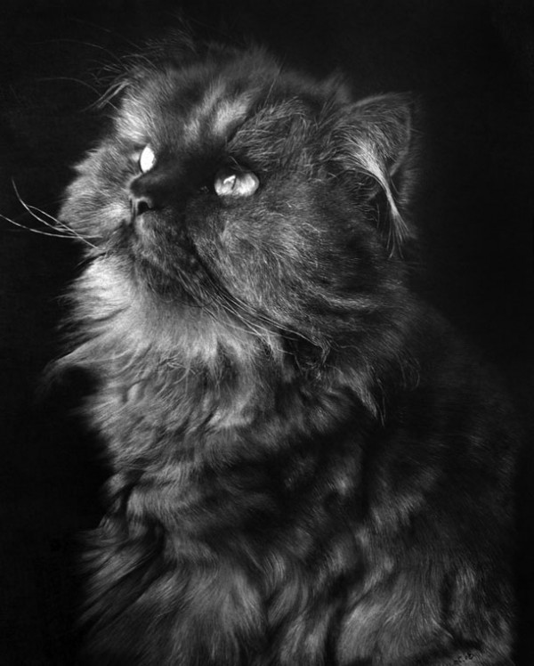  Фотографические рисунки кошек коты, рисунок, фото