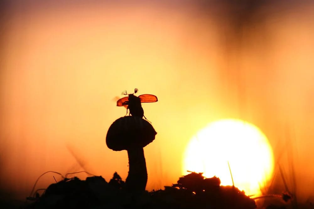 Майский жук использует гриб в качестве аэродрома