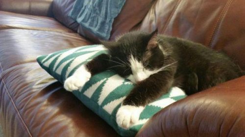 Котики и кошечки, которые вызовут у вас улыбку (29 фото) Котики и кошечки, которые вызовут у вас улыбку (29 фото)