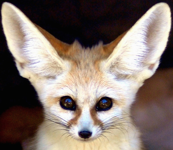 big ears fox Fenech