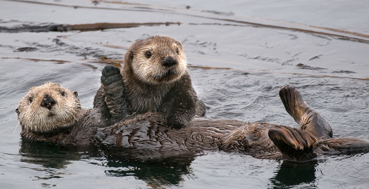 Редкие животные России