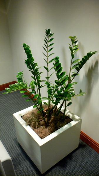 Замиокулькас (Zamioculcas) Замиокулькас (Zamioculcas)