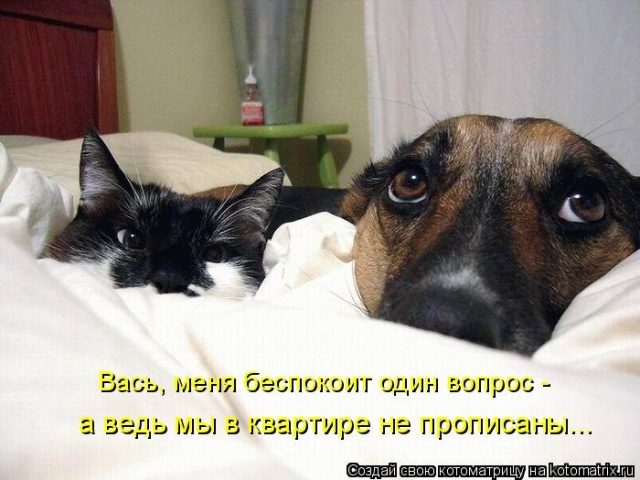 Самые смешные котоматрицы для хорошего настроения) Самые смешные котоматрицы для хорошего настроения)