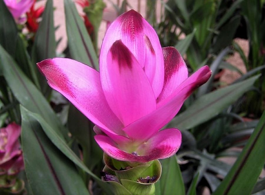 Curcuma_alismatifolia_DSCN1751 (2)-1