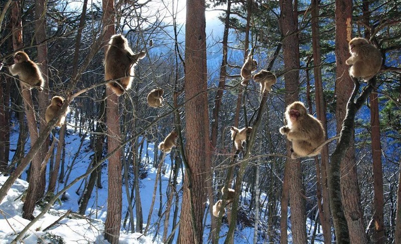 Джигокудани - парк снежных обезьян, Япония. Фото