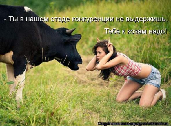 Котоматрицы (картинки с надписями)
