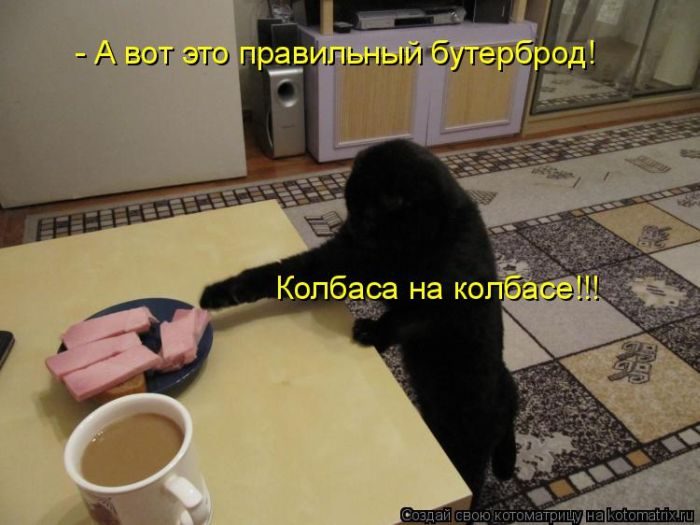 Лучшие котоматрицы недели