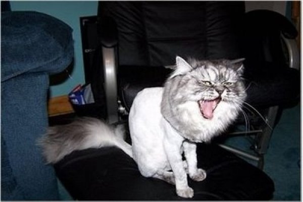 Бритые коты