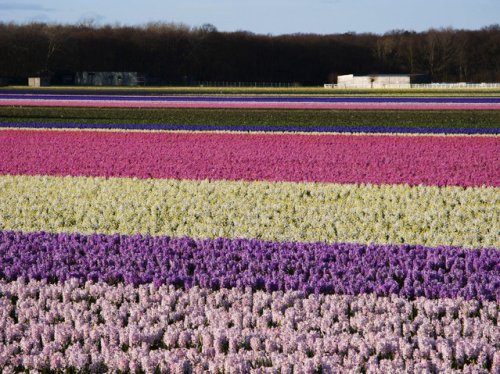 Парк Кёкенхоф – Сад Европы (11 фото)