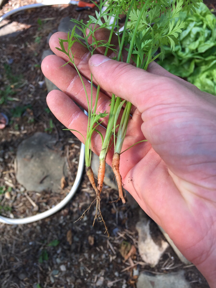 Миниатюрная морковка интересное, фото