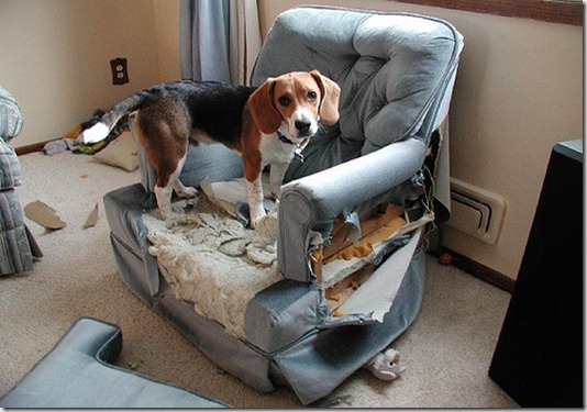 dog-separation-anxiety