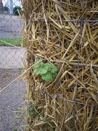 92550823_large_100_0635__Mobile_ (320x426, 43Kb)