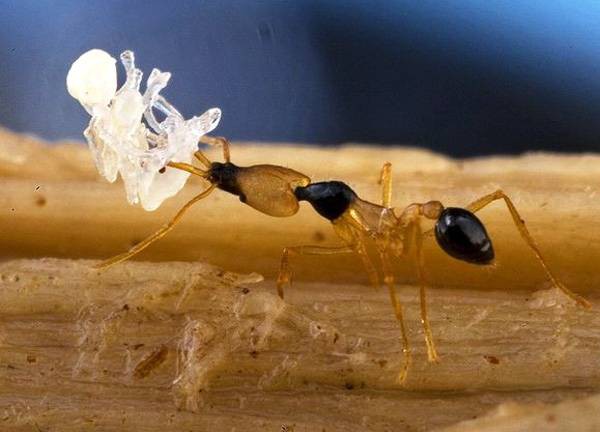 18. Тигровый муравей интересно знать, необычные животные, позновательно