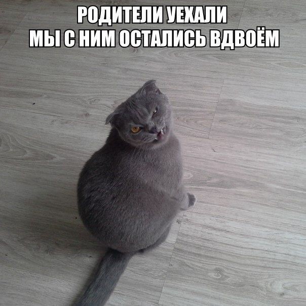 Кошачий фотопост! Кошачий фотопост! коты, юмор