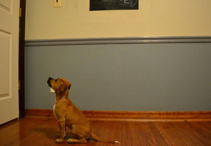 Домашние питомцы ждут хозяев с работы Домашние питомцы ждут хозяев с работы животные, ожидание, хозяин