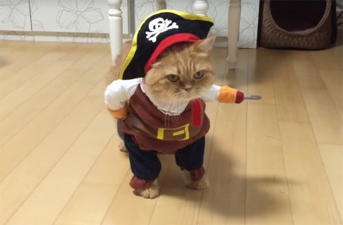 Кот-пират по кличке Зеон