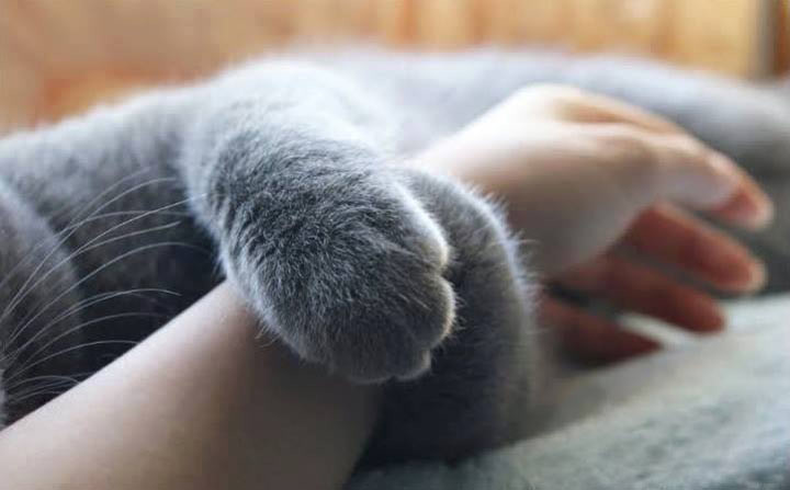 Рука в… лапе животные, кошки, лапа, рука