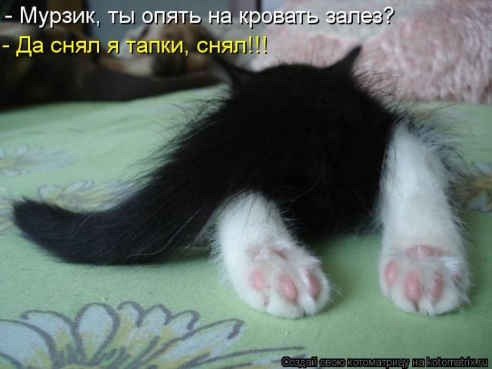 КОШКИ ...Это интересно............... Original