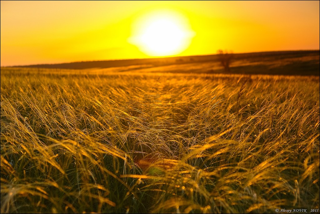 Фотопрогулки. Закат в ковыле Фотопрогулки. Закат в ковыле